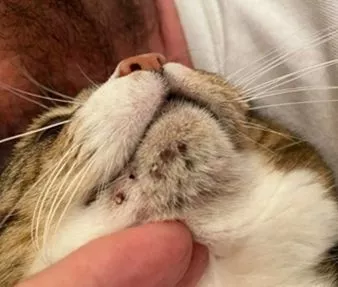 Акне кошек